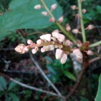 Sterculia zeylanica Kosterm.